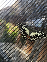 Papilio demoleus