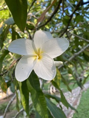 Plumeria