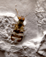 Chaetopsis massyla