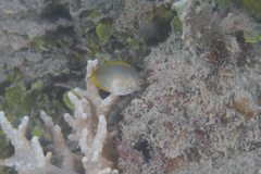 Siganus doliatus