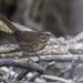 Merrill's Song Sparrow - Photo (c) Connor Cochrane, some rights reserved (CC BY-NC), uploaded by Connor Cochrane