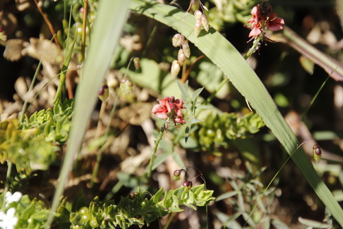 Image of Indigofera complanata by (c) Tony Rebelo, some rights reserved (CC BY-SA)