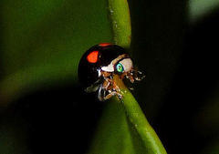 Brachiacantha quadripunctata quadripunctata