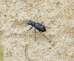 Cicindela nigrior