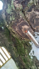 Coccinellidae