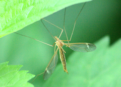 Tipula bicornis