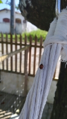 Coccinellidae