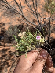 Eremophila sturtii
