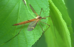 Tipula hermannia