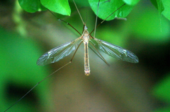 Tipula hermannia