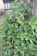 Coccoloba diversifolia