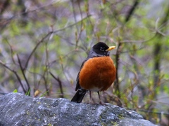 Turdus migratorius