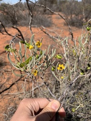 Senna phyllodinea