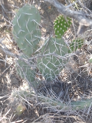 Opuntia sulphurea