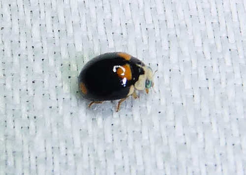 Brachiacantha quadripunctata quadripunctata photographed in Ohio