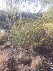 Parkinsonia praecox