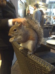 Sciurus carolinensis