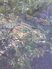 Prosopis alpataco