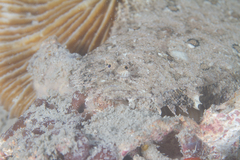 Asterorhombus cocosensis