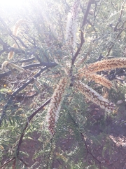 Prosopis alpataco