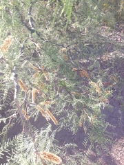 Prosopis alpataco