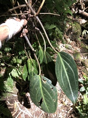 페페로미아속 (Peperomia): 기원과 용도 — 사진 2