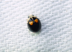 Brachiacantha quadripunctata quadripunctata