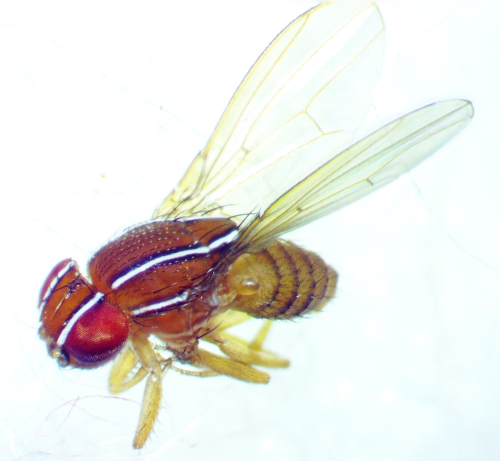 African Fig Fly from Cotswold, Charlotte, NC 28211, USA on November 1 ...