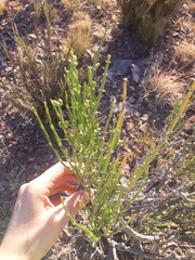 Ephedra