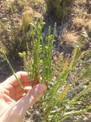 Ephedra