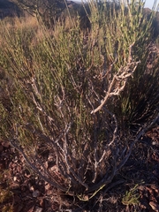 Ephedra