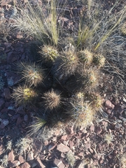 Trichocereus candicans
