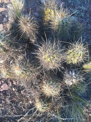 Trichocereus candicans
