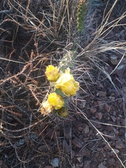 Opuntia sulphurea