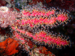 Alcyonium coralloides