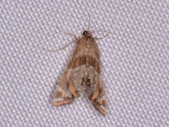 Petrophila jaliscalis