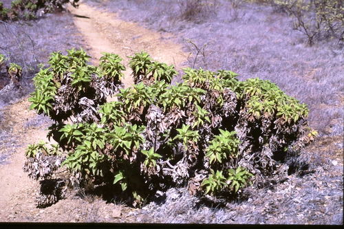 Image of Scalesia affinis by no rights reserved