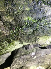 Linopenthaleus irki
