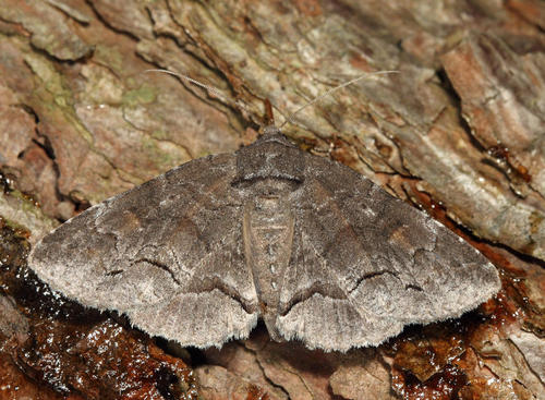 Gray Spring Zale Moth