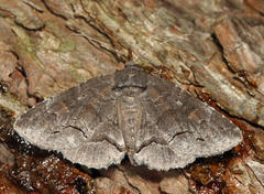 Zale submediana