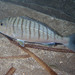 Striped Seabream - Photo (c) Sylvain Le Bris, some rights reserved (CC BY-NC), uploaded by Sylvain Le Bris
