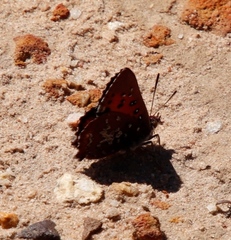 Aloeides thyra thyra