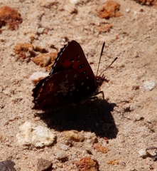 Aloeides thyra thyra