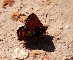 Aloeides thyra thyra