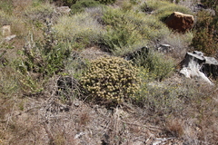 Phylica pubescens