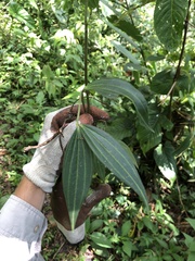 Skjold Søndergaard, CC BY, iNaturalist via GBIF Peperomia tetragona, photograph Skjold Søndergaard, CC BY, iNaturalist via GBIF