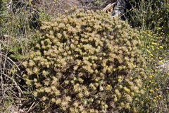 Phylica pubescens