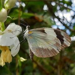 Dismorphia crisia foedora