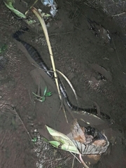 Homalopsis buccata