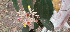 Miconia dodecandra